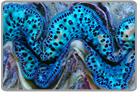 Ultra Blue Maxima Clam